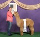 alpaca for sale