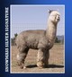 alpaca for sale