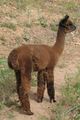 Lilly's 2007 cria - Disco - champion multi