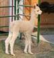 Healthy Cria