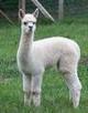 2007 Cria - Mikayla