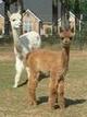 2007 Fawn Cria!