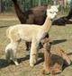 2007 Fawn Cria