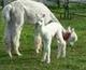 1st Cria - Danika '05