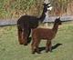 2004 Cria