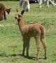 07 Cria - Ginger Snap