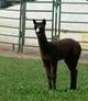 Java - 2006 Cria