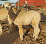 alpaca for sale