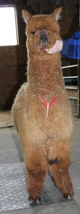 alpaca for sale