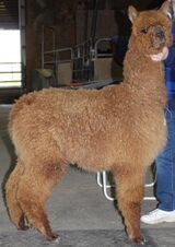 alpaca for sale