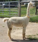 alpaca for sale