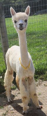 alpaca for sale