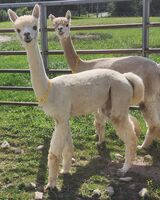 alpaca for sale