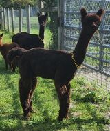 alpaca for sale