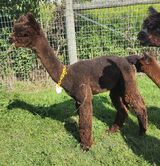 alpaca for sale