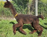 alpaca for sale