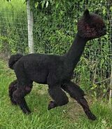 alpaca for sale