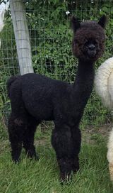 alpaca for sale