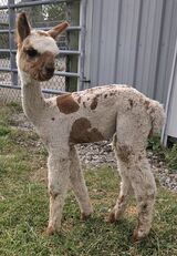 alpaca for sale