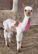 alpaca for sale