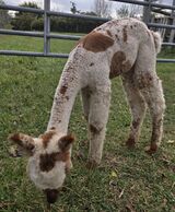 alpaca for sale