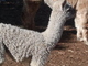 2013 Male Cria