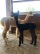 First Cria Bridget - just sheared