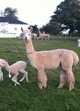 September 2011, with cria