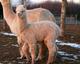 Her cria, Liberty