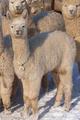 Sunbeam - 2005 Cria