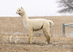 sire of female cria at side