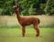 sire of female cria!