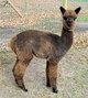 2010 cria - Abigail