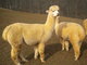 Laci 4/11 Before cria birth