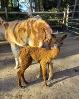 alpaca for sale