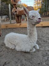 alpaca for sale