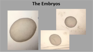 in vivo alpaca embryos