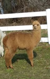 alpaca for sale