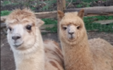 alpaca for sale