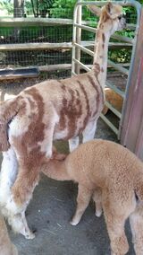 alpaca for sale