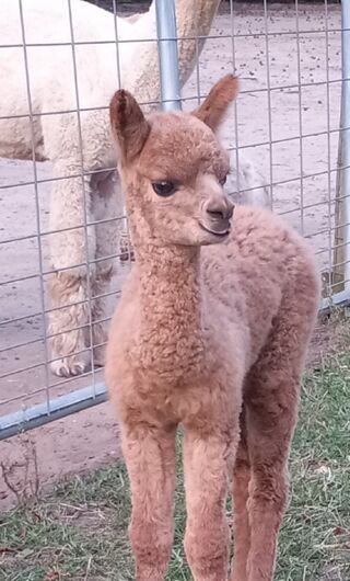 alpaca for sale