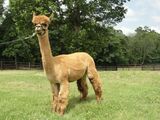 alpaca for sale