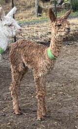 alpaca for sale