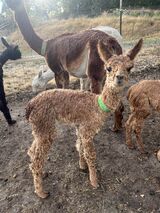 alpaca for sale