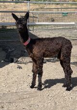 alpaca for sale