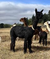 alpaca for sale