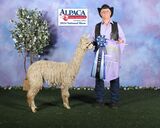 alpaca for sale