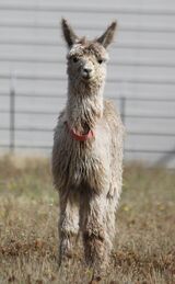 alpaca for sale