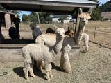 alpaca for sale