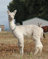 alpaca for sale